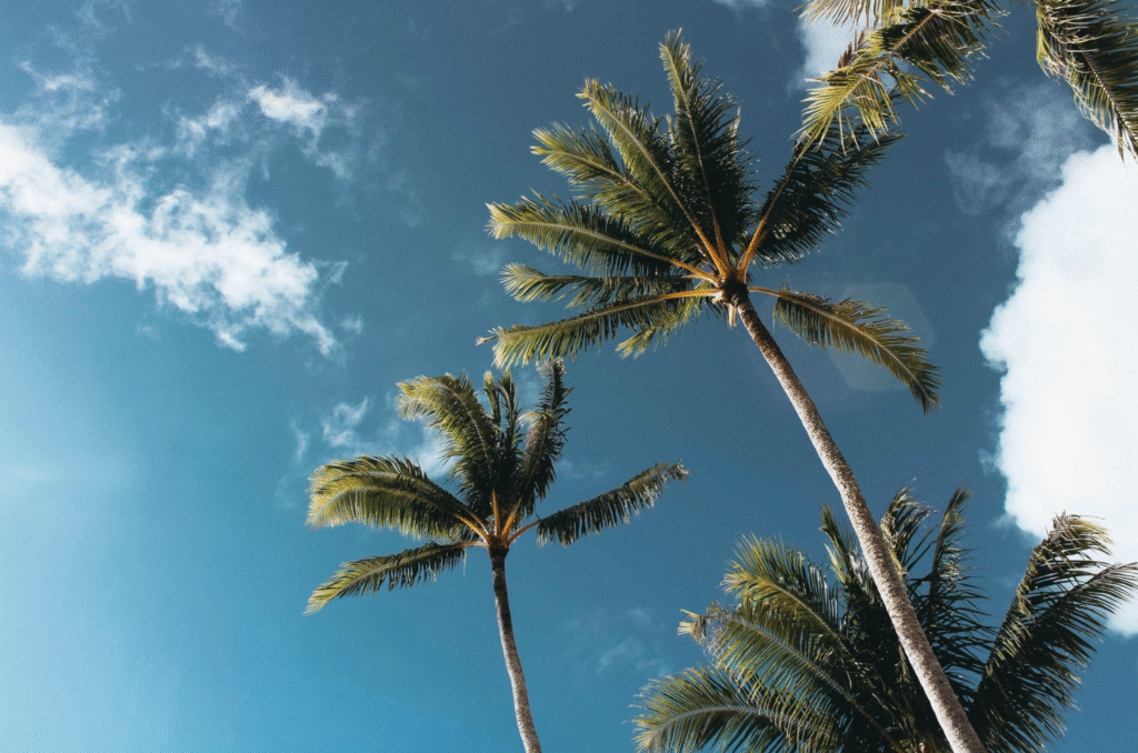 綠緣文藝：美國夢 (作者:小李子，編輯:李守真，尹立樺）